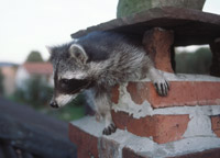 Ein Waschbar im Schornstein