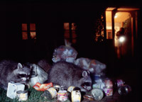 Waschbären wühlen im Müll