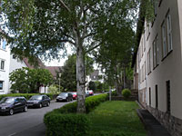 Hausansicht mit Baum