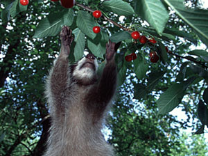 schaeden_fruechte