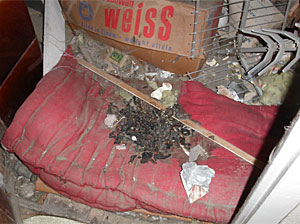 Latrinen der Waschbären