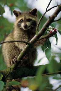 Waschbär im Baum