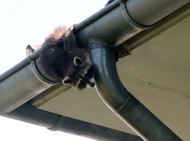 Waschbär klettert an der Dachrinne
