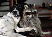Freunde: Ein Waschbär und ein Hund